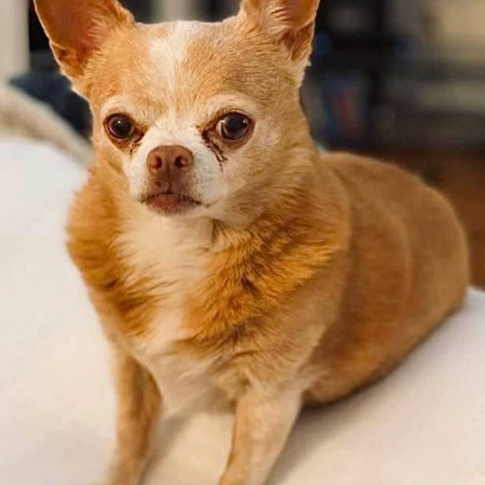 Meet your Posher, Janet